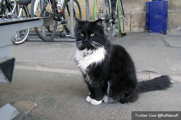 Cat promoted to senior role by rail company