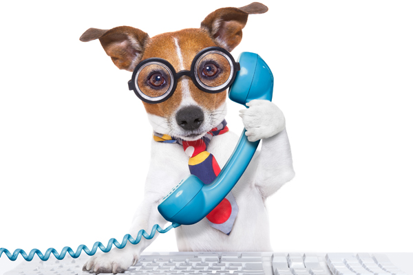 Top 10 dog-friendly companies revealed by Glassdoor