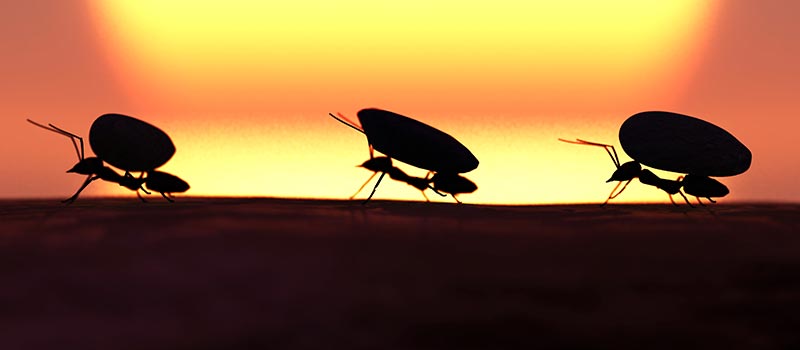 3 work-life lessons taught by ants