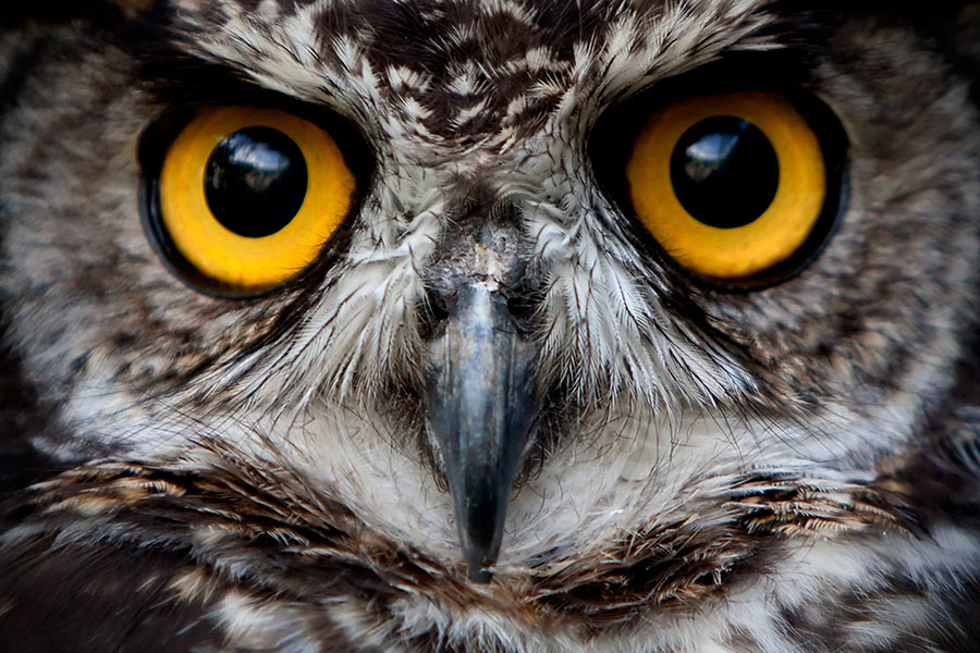 How to get the best out of night owls in the world of 9-to-5