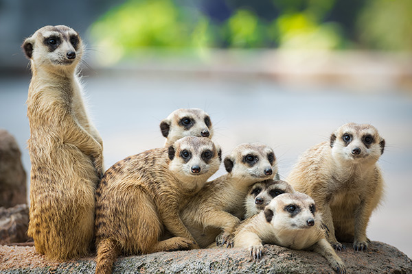 London Zoo employee unfairly dismissed for attacking colleague, but will receive no compensation 