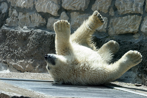 Zoo staff save man who jumped into polar bear enclosure