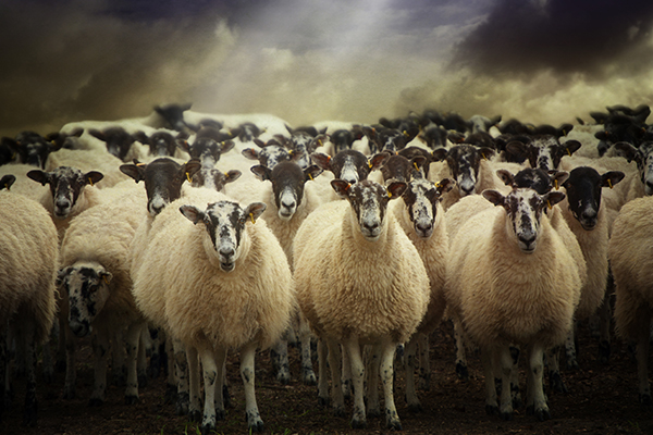 Police to be given sheep handling training 
