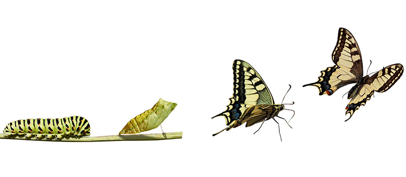 Human Resources and The Evolution of the Employee