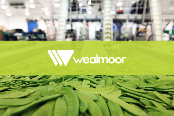 Wealmoor hires Head of Talent