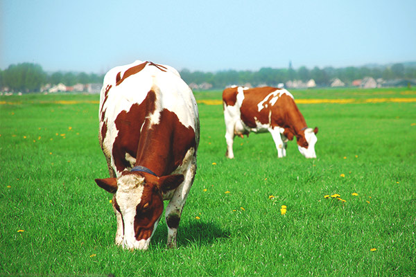 CEO accused of calling staff 'fat cows' in lawsuit
