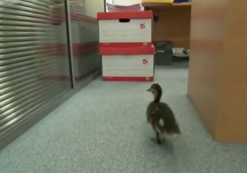 Orphan duckling starts high-flying career in Manchester