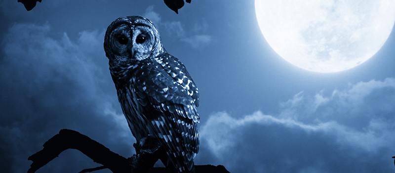 Dr Employer: Getting the best out of early birds & night owls