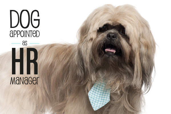 Dog appointed as HR Manager