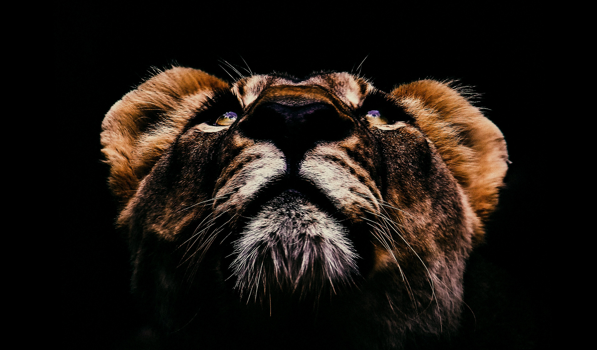lion