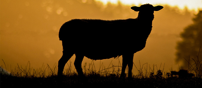 From lambs to lions