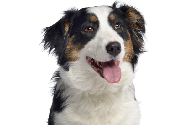 Why have Pets At Work?