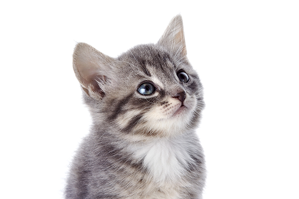 Employee training saves kitten's life