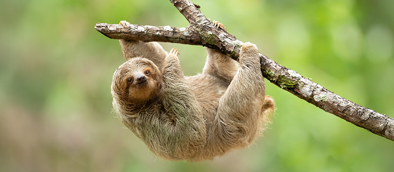 Sloth hanging from tree branch