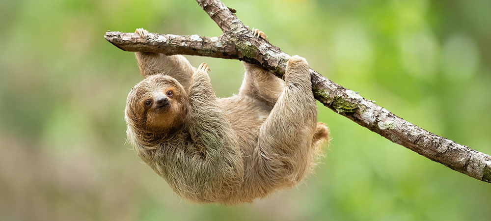 Sloth hanging from tree branch