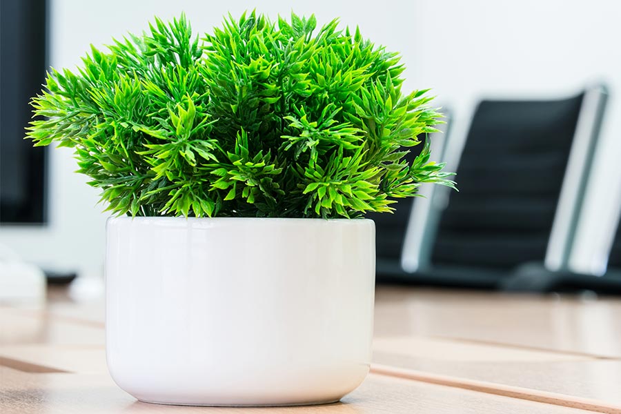 Did an 'overgrown plant pot' on a desk lead to workplace racial segregation?