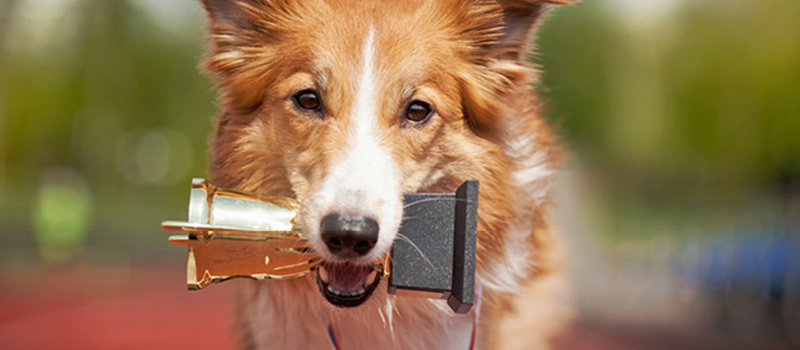 Identifying a 'Best of Breed' Solution