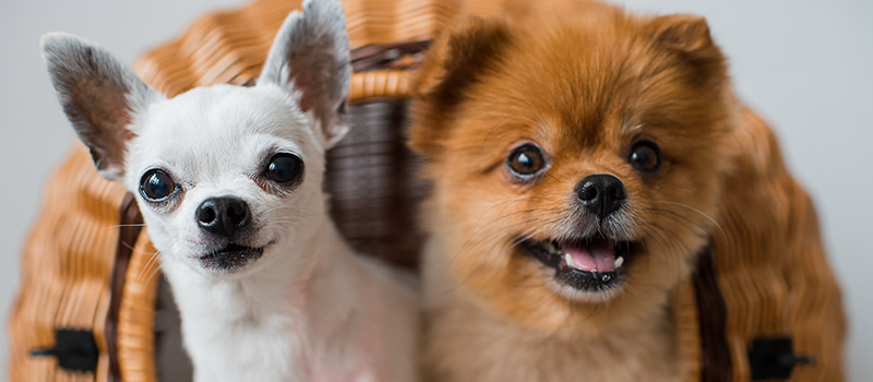 Duvet days & 'pawternity leave' among 'top work perks' for 2021