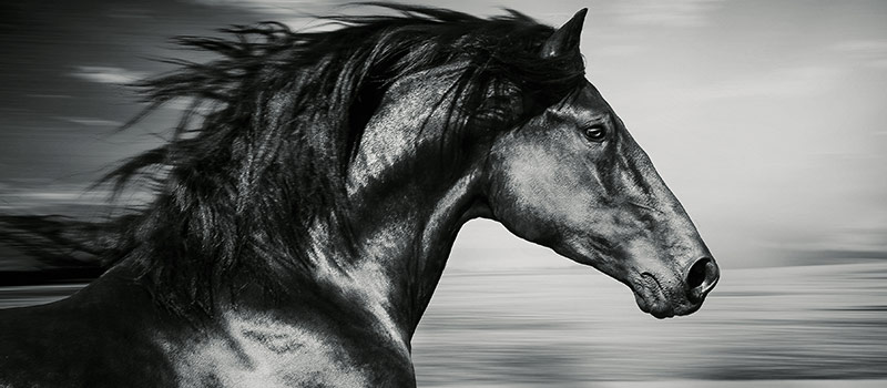 Can HR harness horsepower to create better leaders?