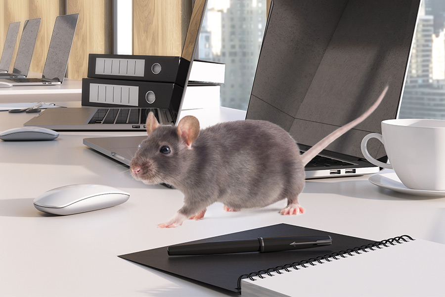 UBS staff hope new HQ is mouse-free